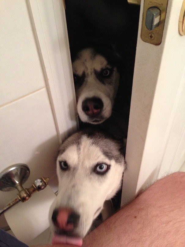 03-dogs-being-assholes