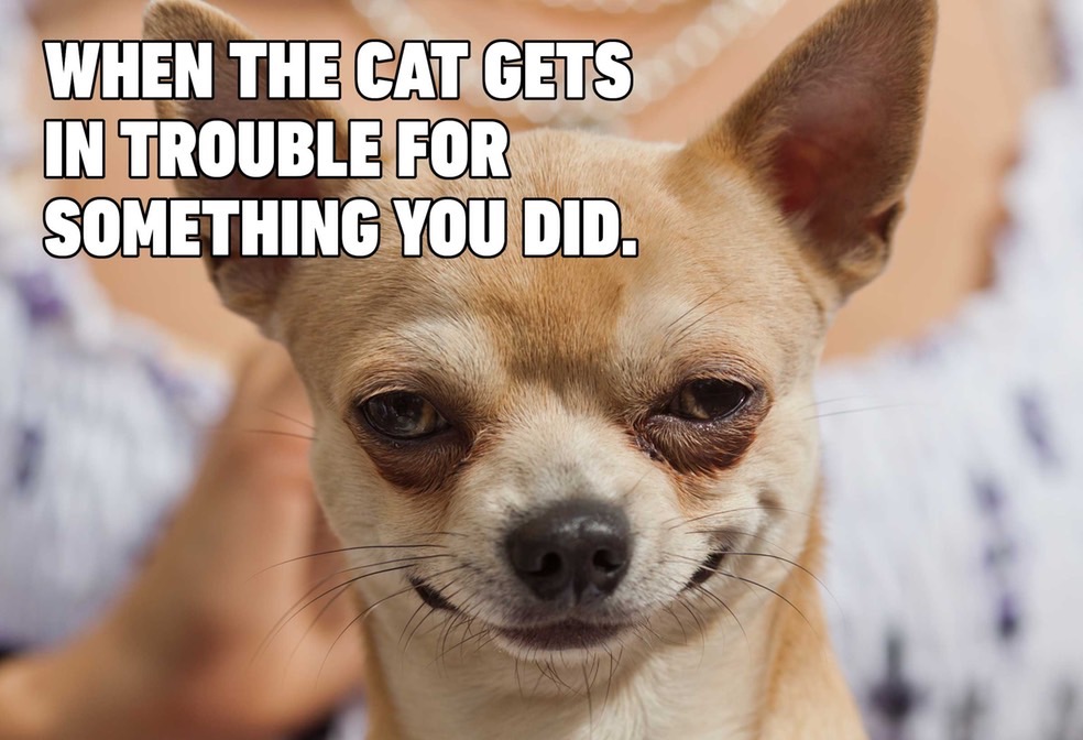 10-hilarious-dog-memes_med_hr