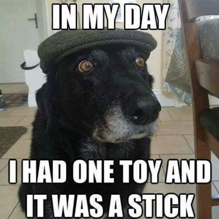 101-best-funny-dog-memes_med_hr