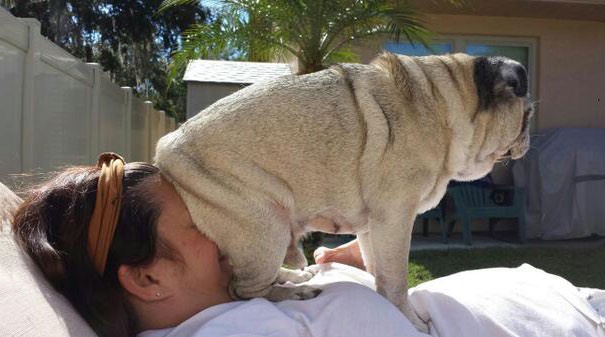 11-dogs-being-assholes