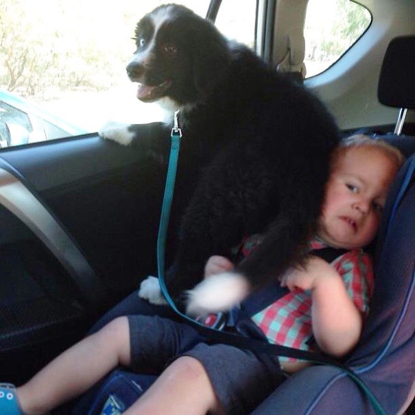 12-dogs-being-assholes