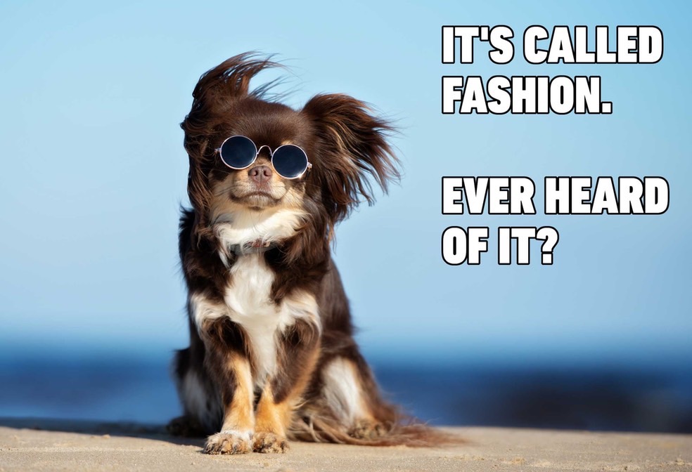 14-hilarious-dog-memes_med_hr