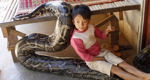 16foot python little boys best friend like-Nagini-and-Voldemort4