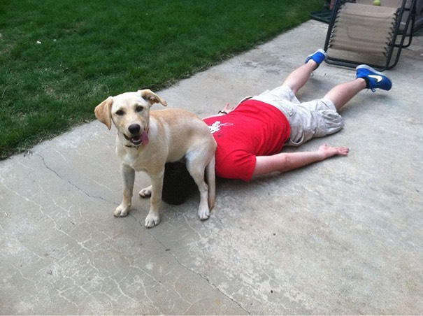 18-dogs-being-assholes