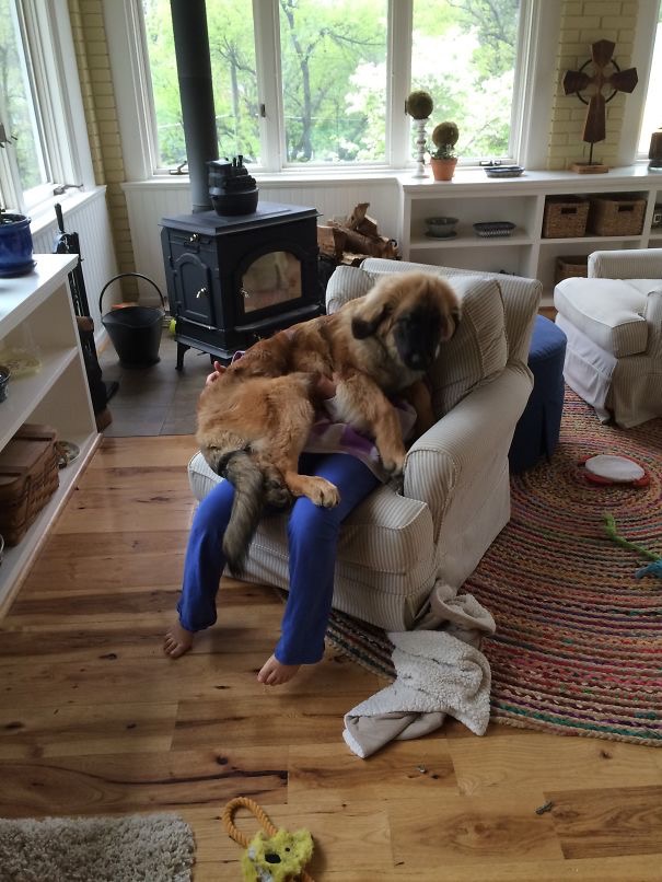 19-dogs-being-assholes