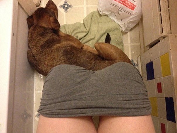 20-dogs-being-assholes