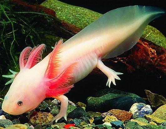 39695841-axolotl-wallpapers_med_hr