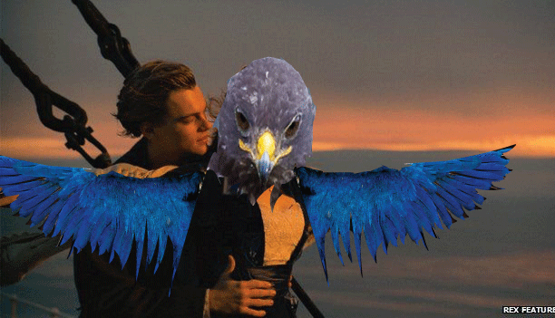 ad-funny-hawk-photoshop-2
