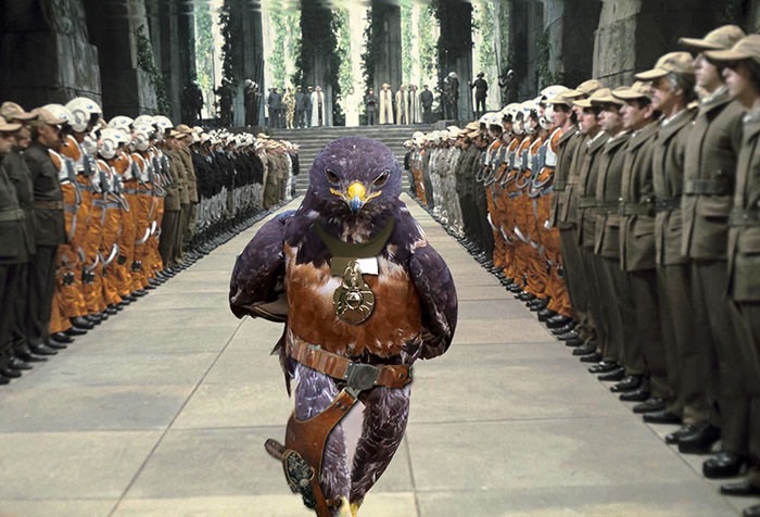 ad-funny-hawk-photoshop_med_hr-9