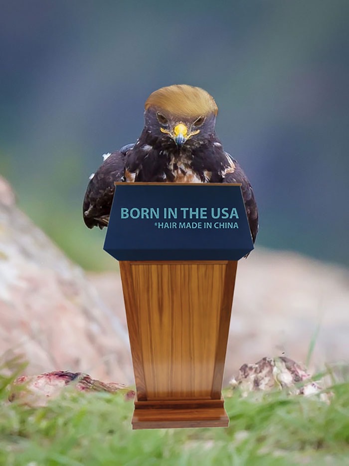 ad-funny-hawk-photoshop_med_hr-10
