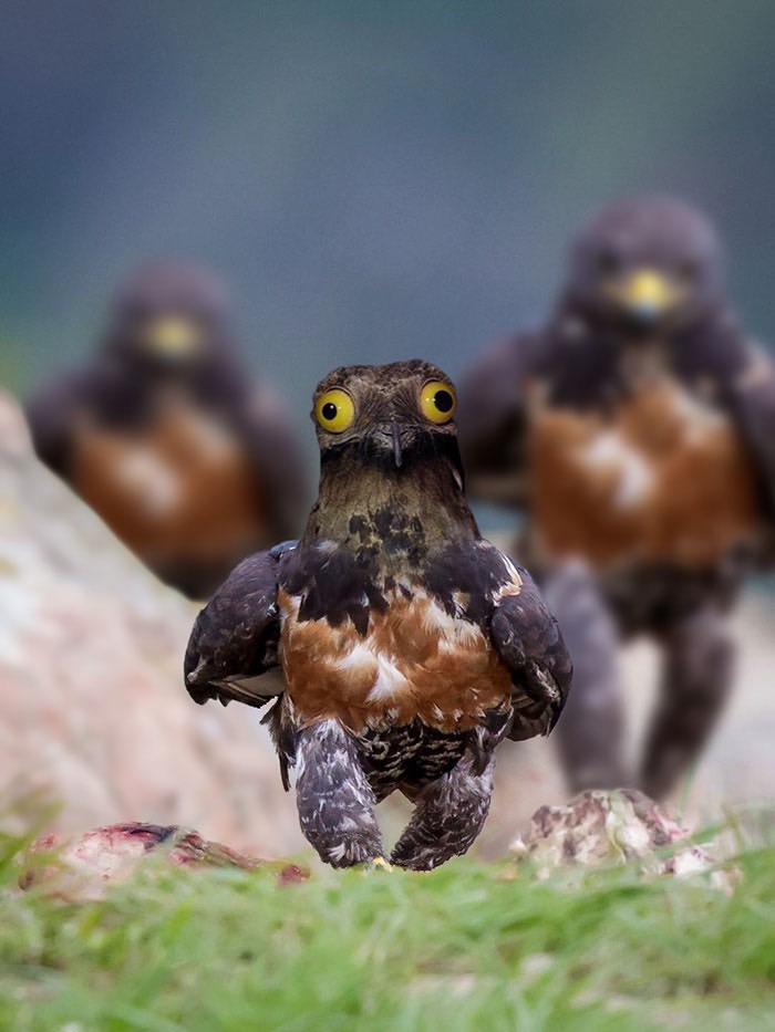 ad-funny-hawk-photoshop_med_hr-11