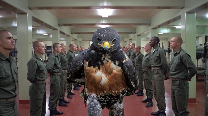 ad-funny-hawk-photoshop_med_hr-13