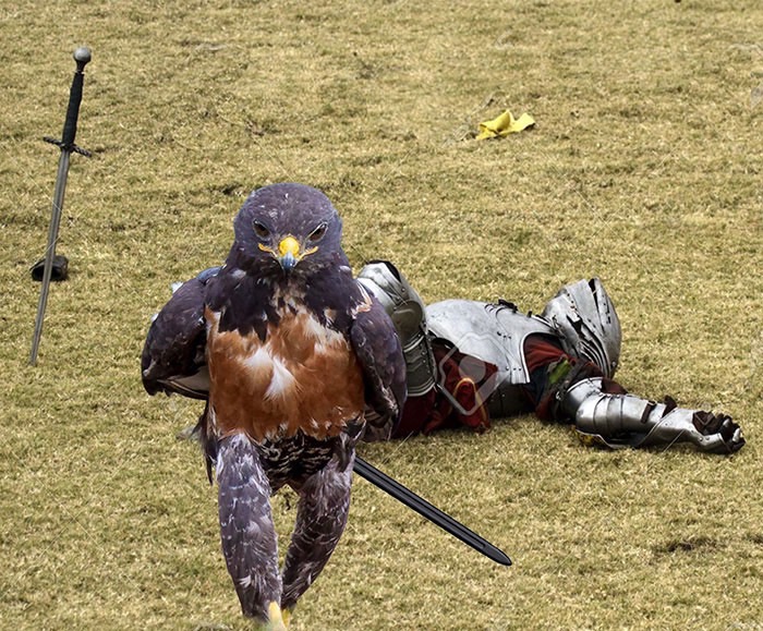 ad-funny-hawk-photoshop_med_hr-15