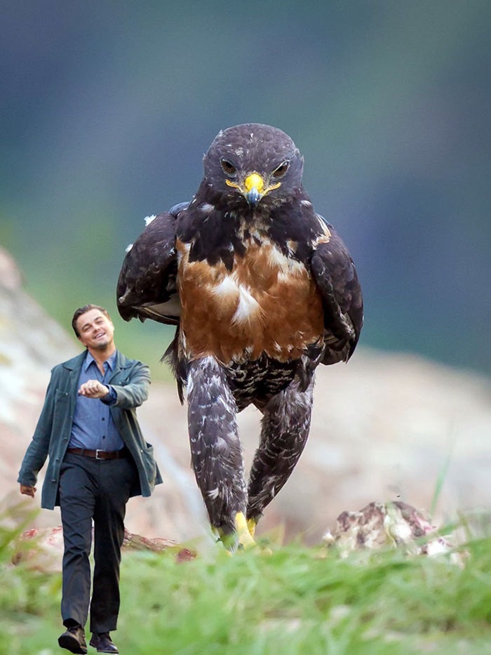 ad-funny-hawk-photoshop_med_hr-16