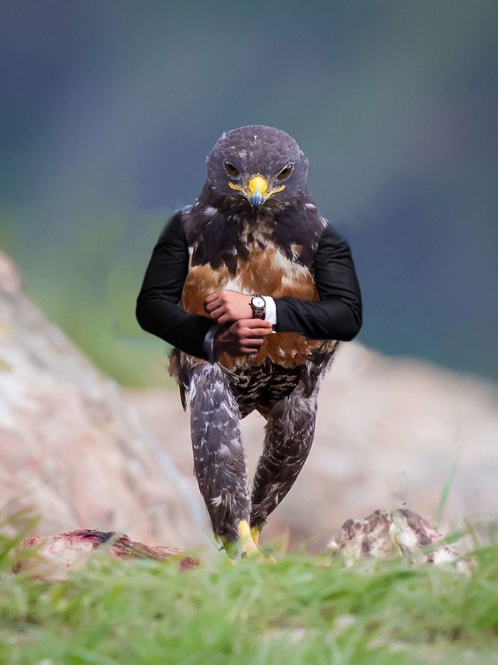 ad-funny-hawk-photoshop_med_hr-19
