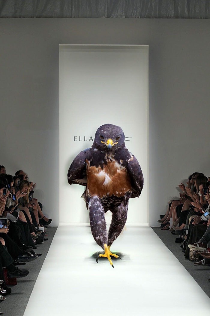 ad-funny-hawk-photoshop_med_hr-21