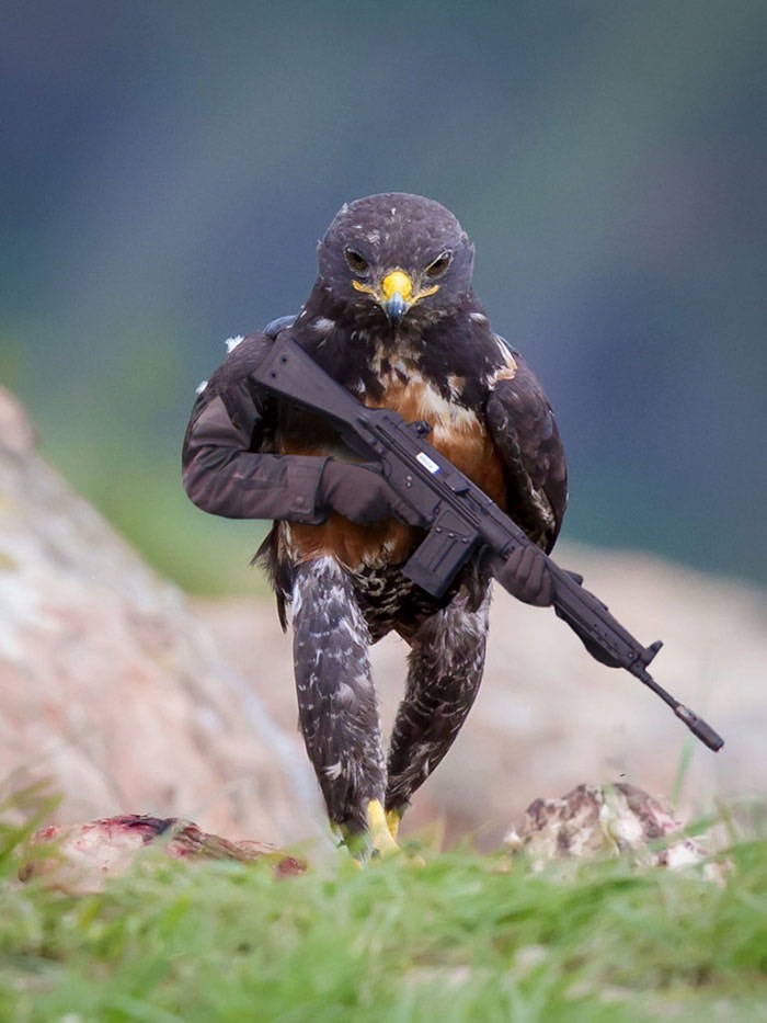 ad-funny-hawk-photoshop_med_hr-2