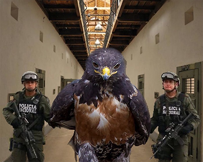 ad-funny-hawk-photoshop_med_hr-36