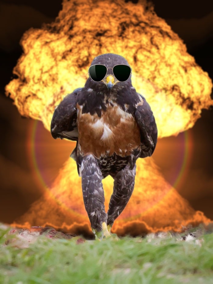 ad-funny-hawk-photoshop_med_hr-39