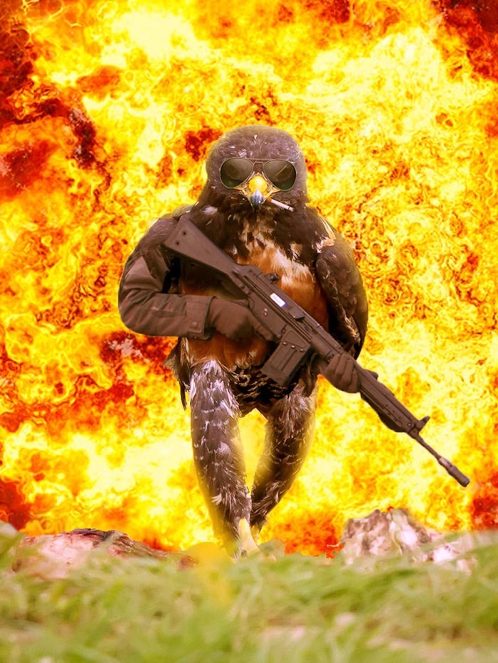 ad-funny-hawk-photoshop_med_hr-4