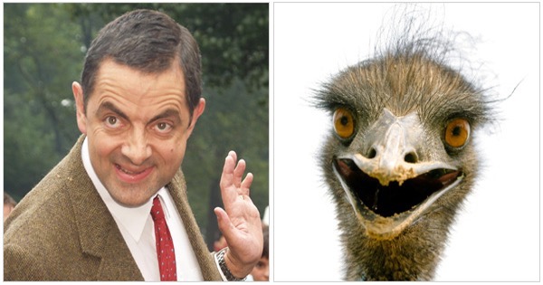 animal-people-mr-bean-look_med_hr