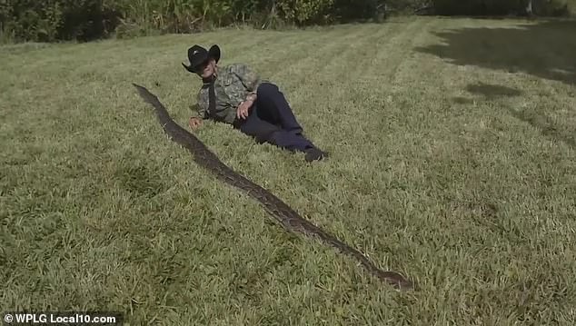 burmese-python-2
