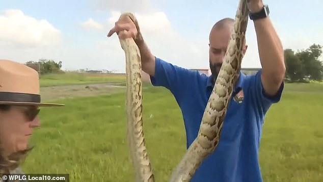 burmese-python-3