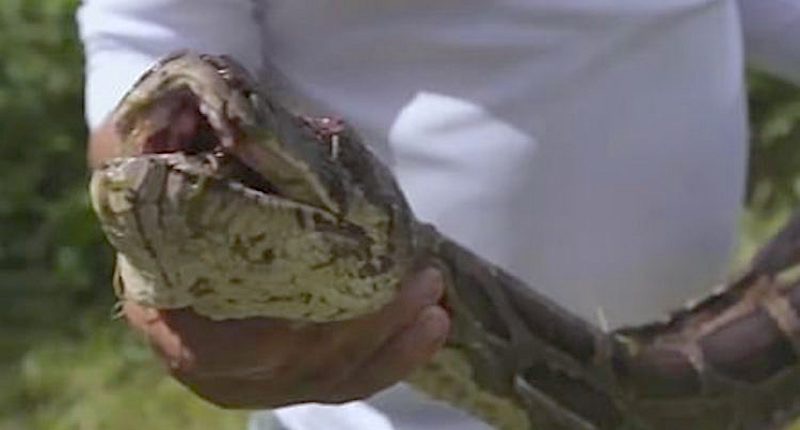 burmese-python-feat-750x393