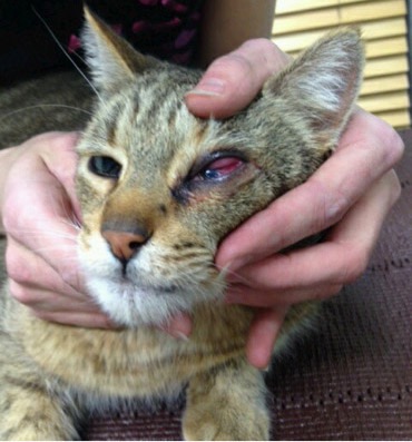 Cat-Eye