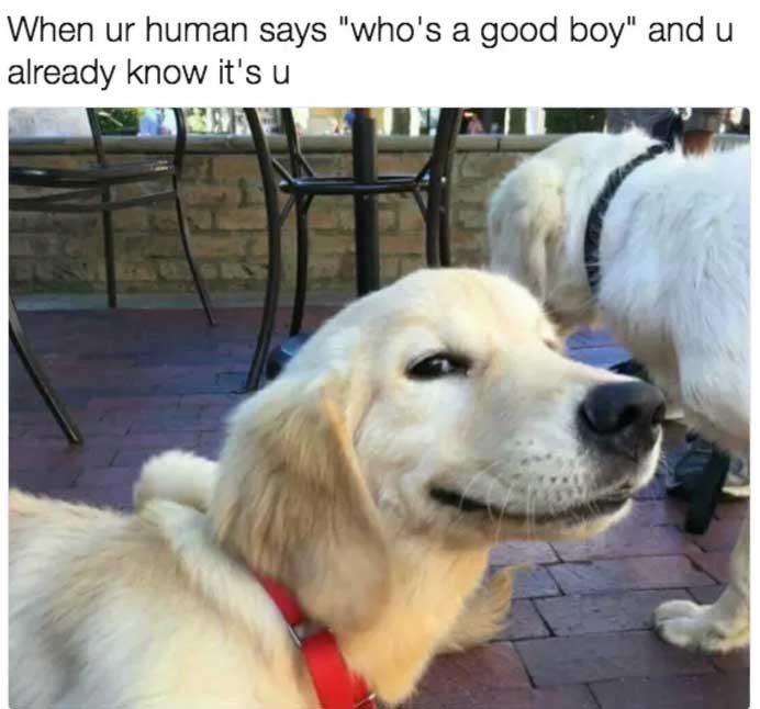 computer-dog-meme-6_med_hr
