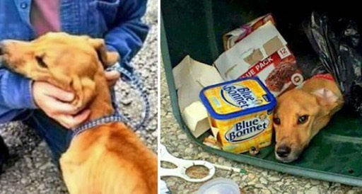 cropped-dog-trash
