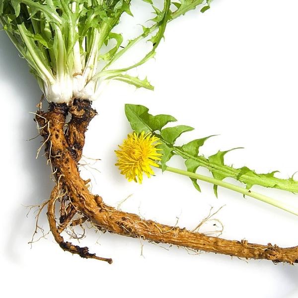 Dandelion Root grande