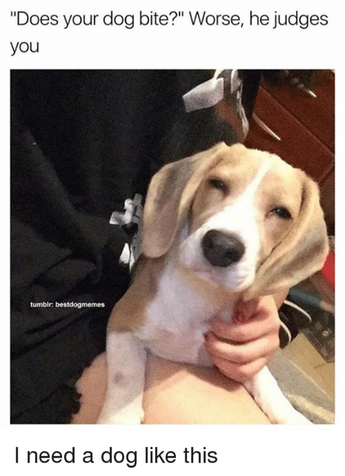 does-your-dog-bite-worse-he_med_hr
