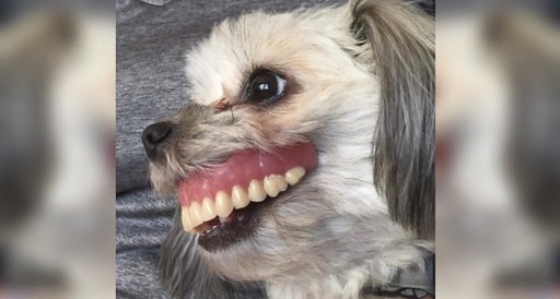 dog-2-2