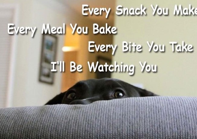 dog-at-computer-meme-3_med_hr
