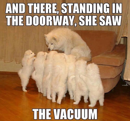 dog-at-computer-meme-5_med_hr