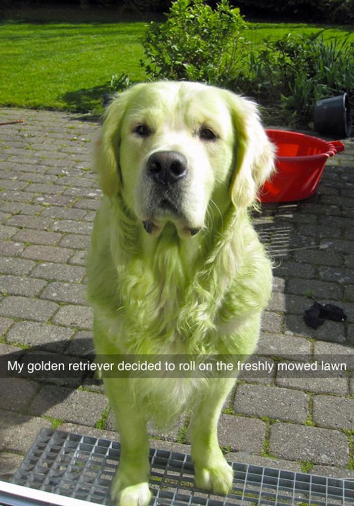 dog-at-computer-meme-7_med_hr