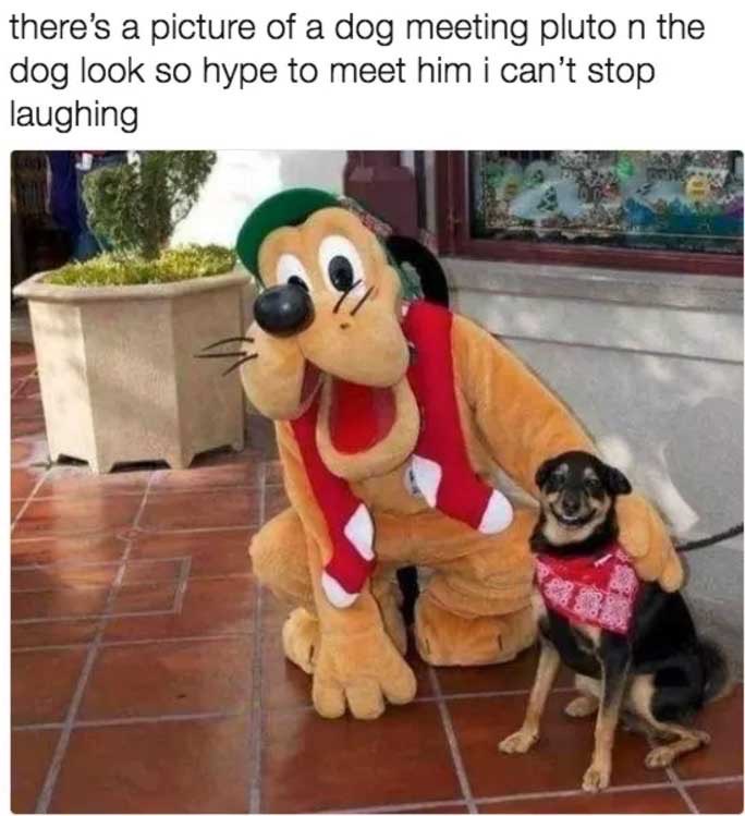 dog-at-computer-meme-8_med_hr