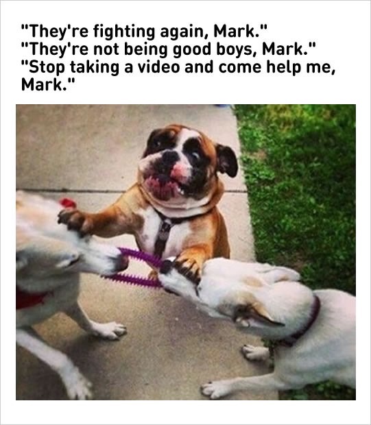 dog-fighting-funny-memes_med_hr