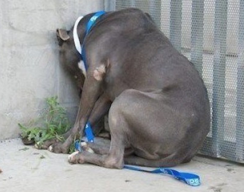 Dog-Head-Pressing