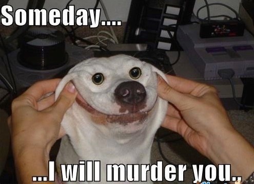 dog-memes__med_hr