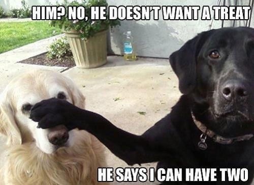dog-on-computer-meme-3_med_hr
