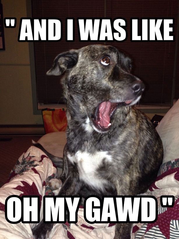 dog-on-computer-meme-4_med_hr