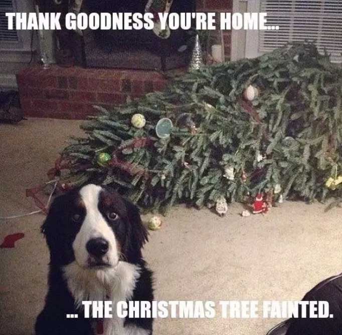 dog-on-computer-meme-6_med_hr