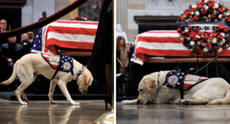 George H.W. Bush's Beloved Dog Has Been Given A New Mission, And It's A Heartwarming One He's A Good Boy!