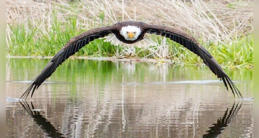 eagle