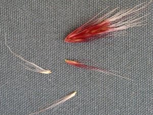 Foxtails-removal-from-pets