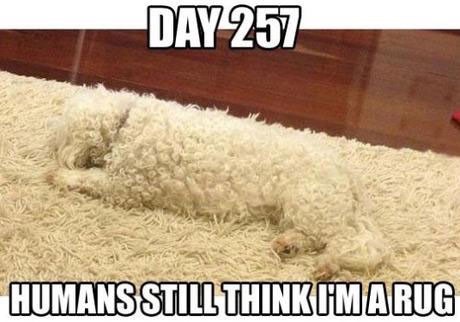 funniest-dog-memes-4_med