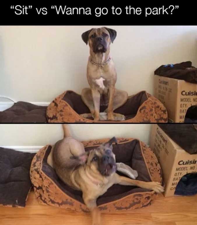 funniest-dog-memes-5_med_hr