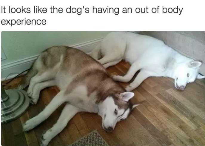 funniest-dog-memes-6_med_hr